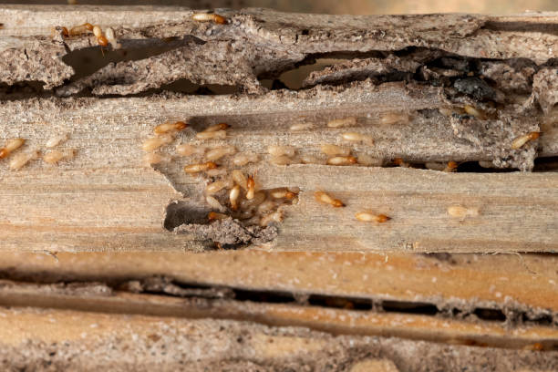 Best Rat Extermination Near Me  in Chico, CA